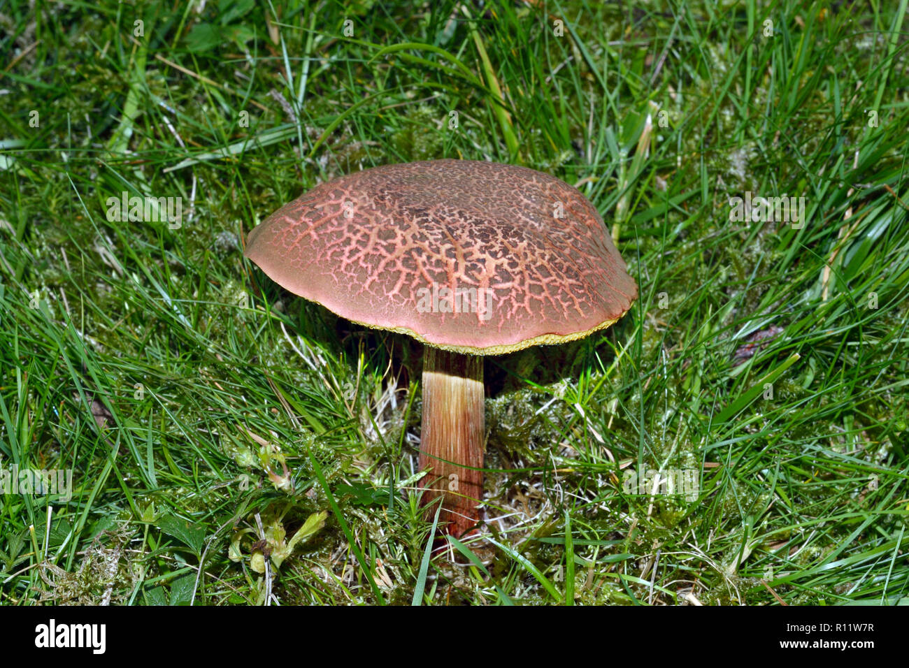 Xerocomellus chrysenteron is an edible mushroom found in hardwood and conifer forests in northern temperate zones. Stock Photo