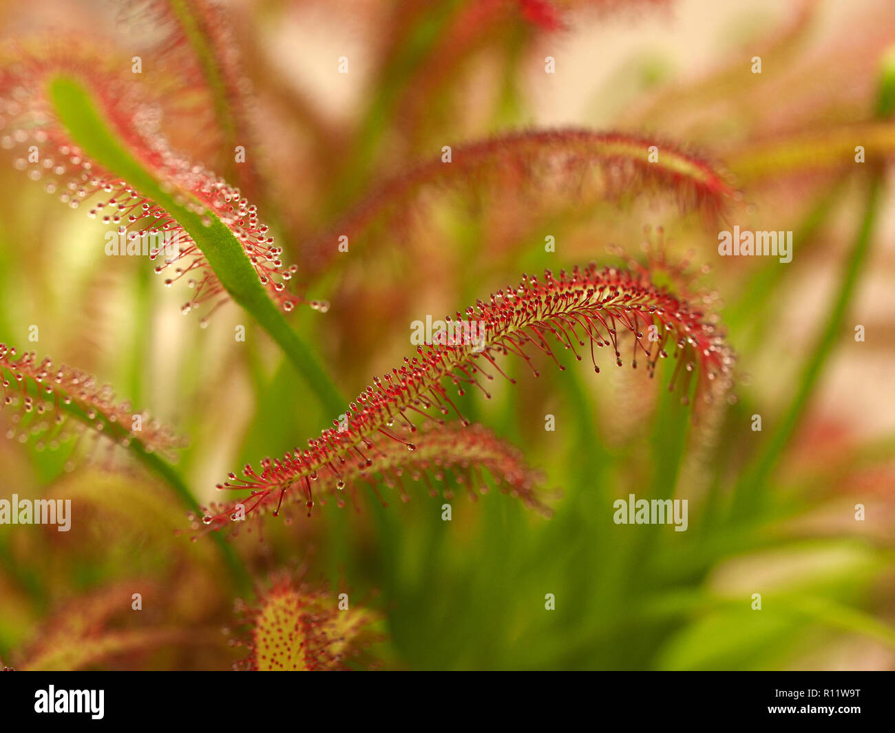 leaves of carnivorous plant Cape Sundew (Drosera capensis) with