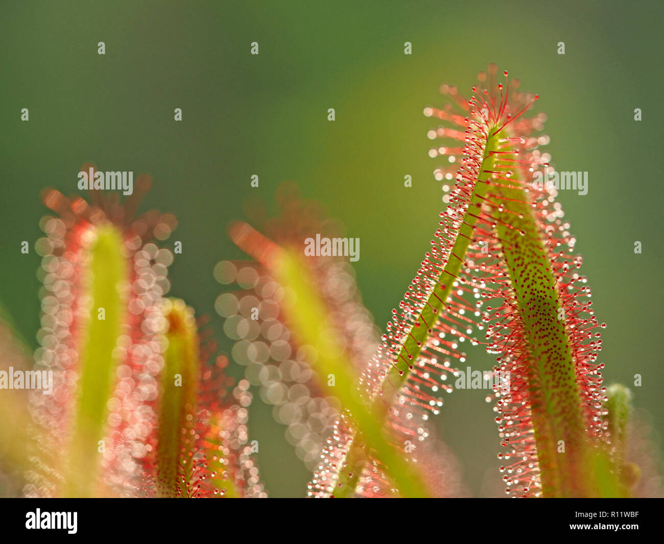 leaves of carnivorous plant Cape Sundew (Drosera capensis) with glutinous sticky blobs on both surfaces to attract & trap insects - Cumbria,England,UK Stock Photo