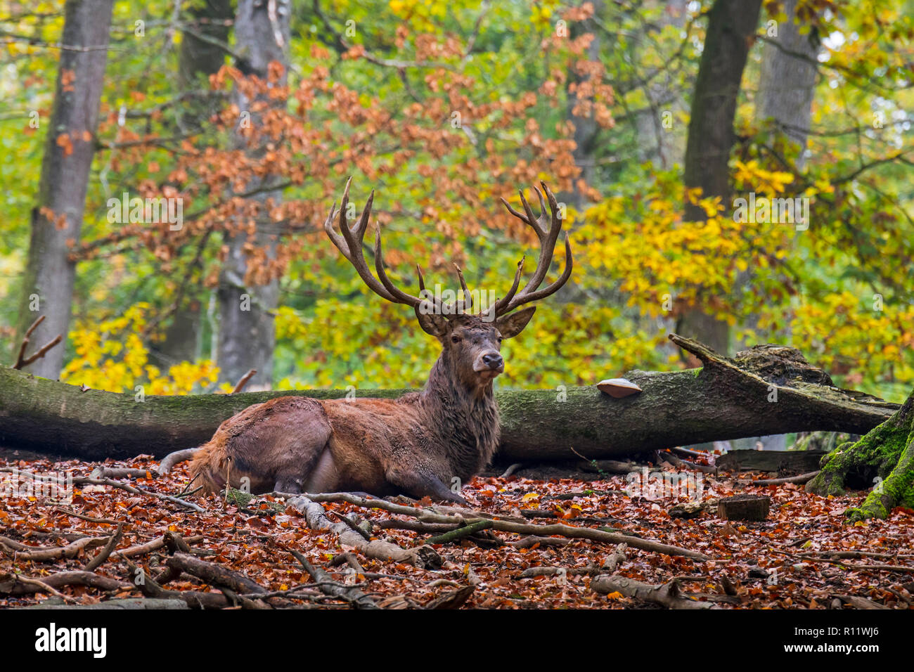 Red deer (Cervus elaphus) stag / male resting in autumn forest in the Ardennes during the hunting season Stock Photo