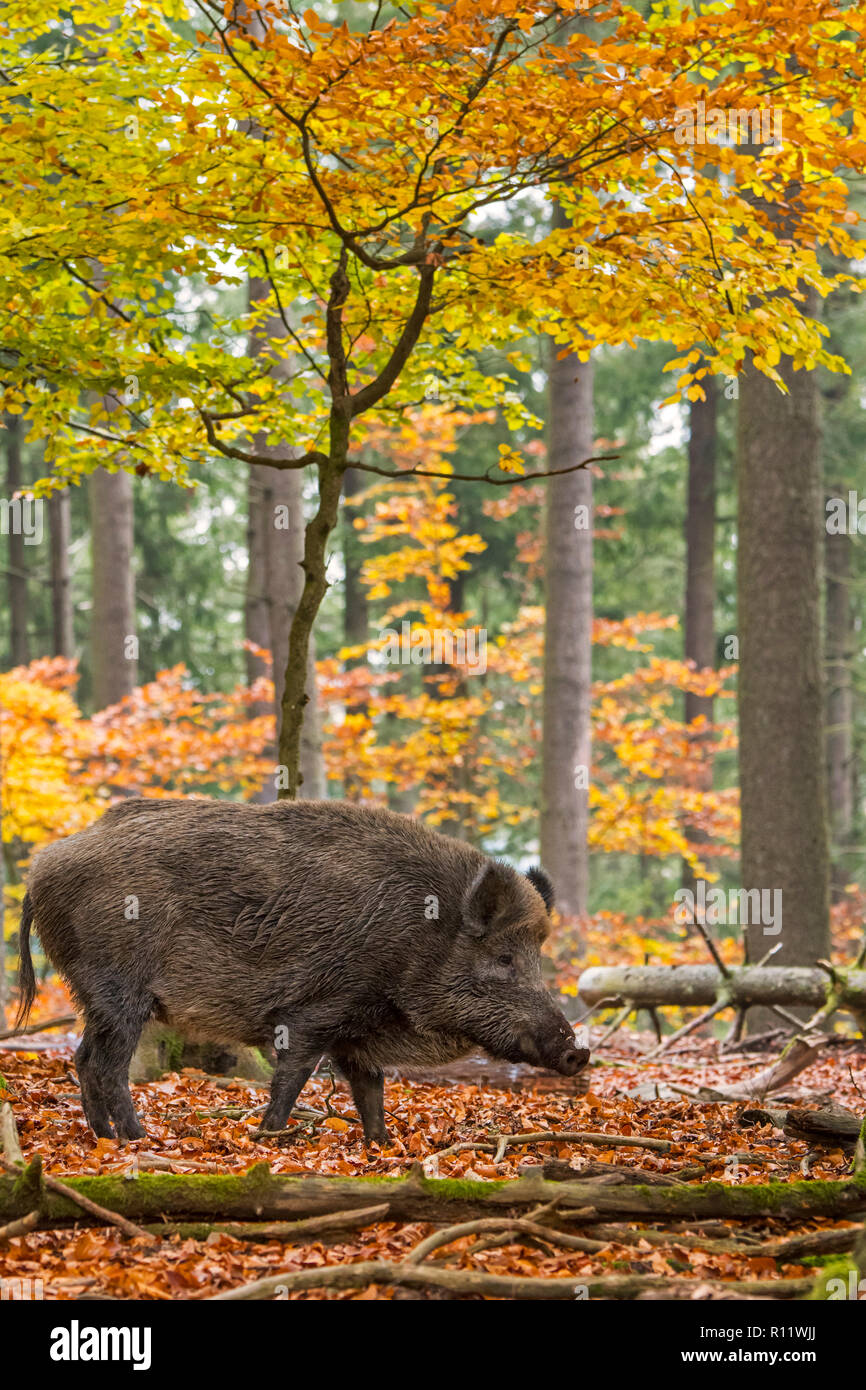 Wild boar (Sus scrofa) big male foraging in autumn forest during the hunting season in the Ardennes Stock Photo
