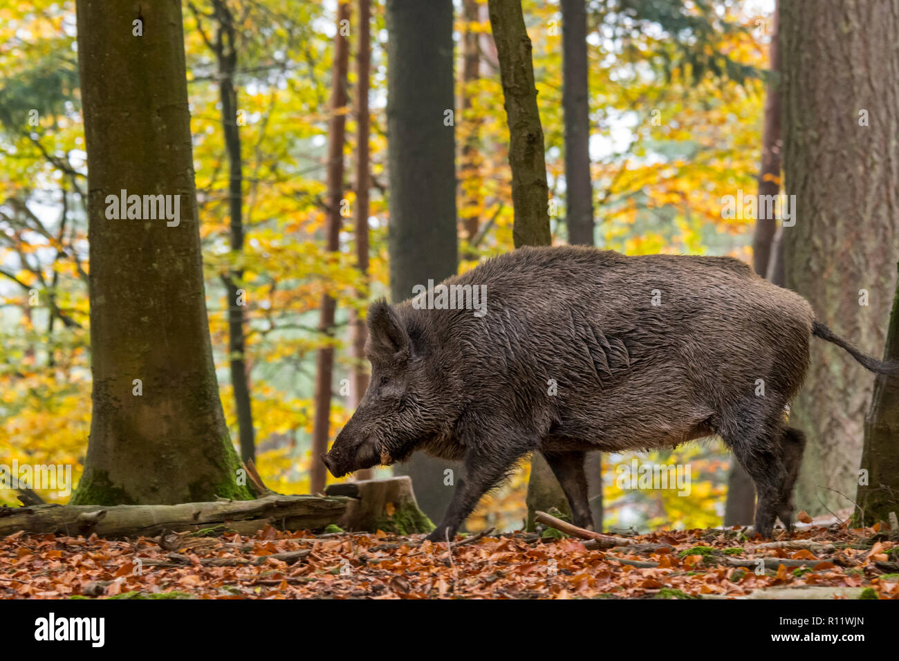 Wild boar (Sus scrofa) foraging in autumn forest during the hunting season in the Ardennes Stock Photo