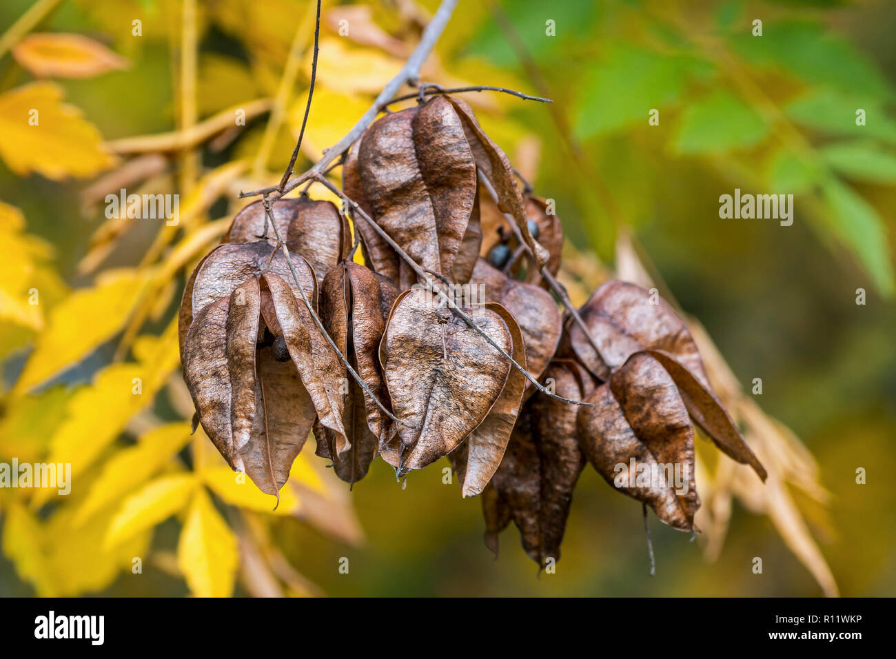 Seed pods and leaves of goldenrain tree / pride of India / China tree / varnish tree (Koelreuteria paniculata) native to eastern Asia, China and Korea Stock Photo