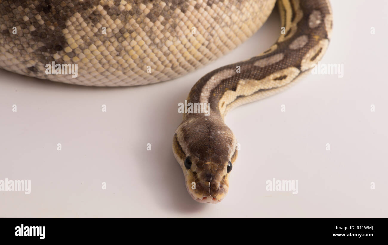 ball python and white studio background Stock Photo - Alamy