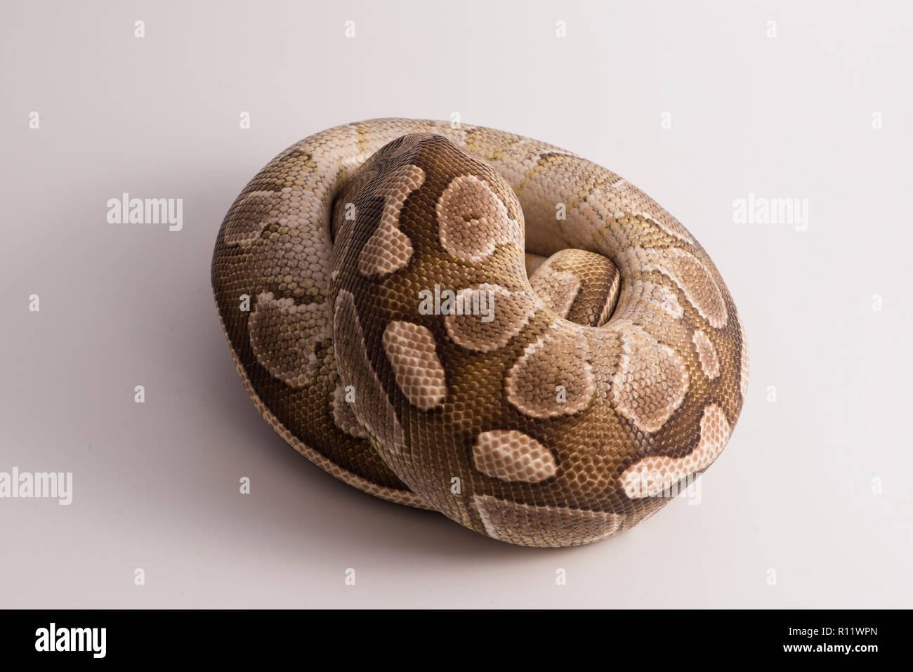 ball python and white studio background Stock Photo - Alamy