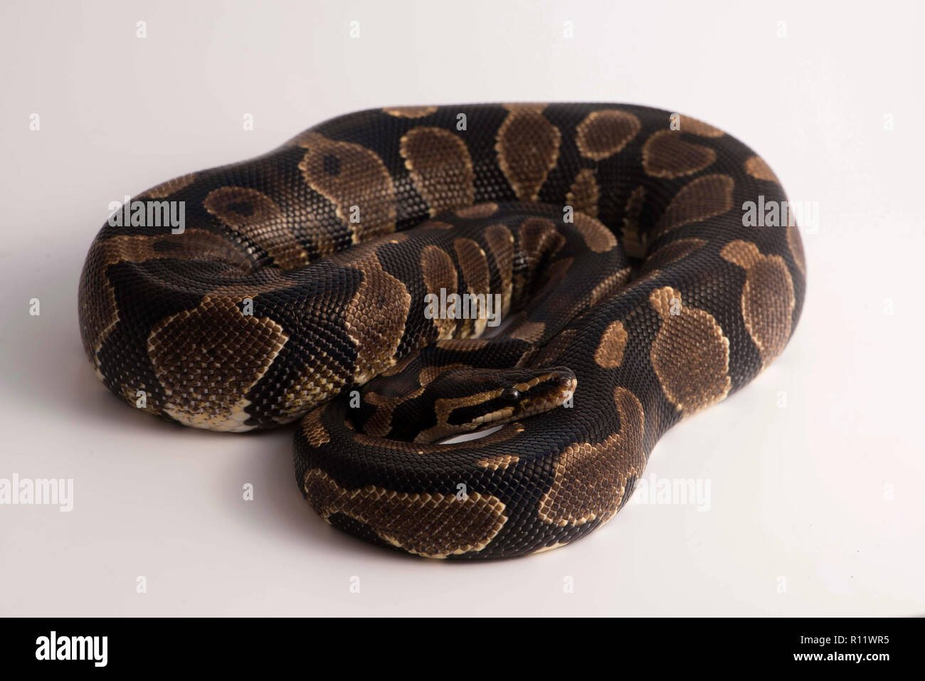 ball python and white studio background Stock Photo - Alamy