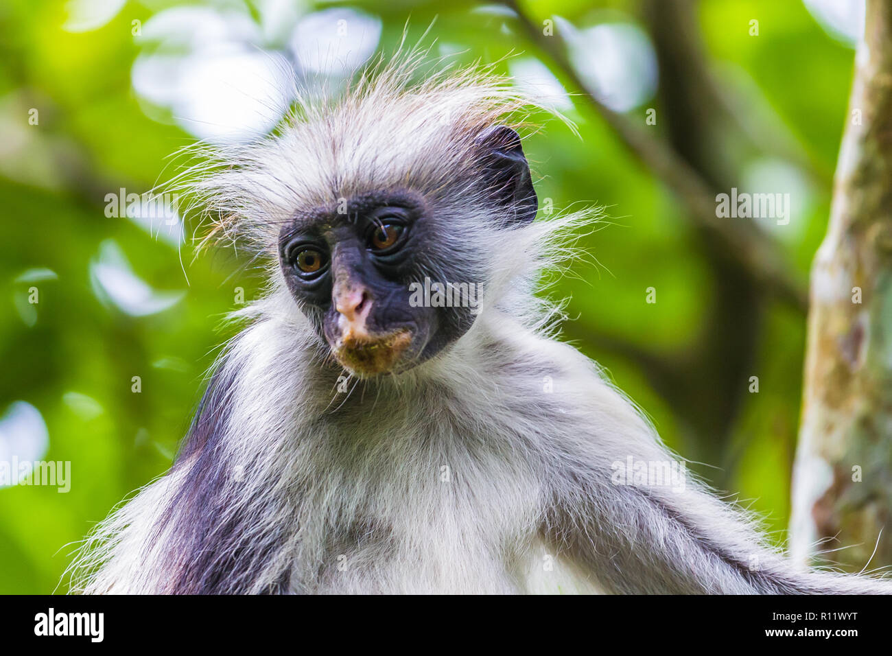 Zanzibar red colobus monkey. Zazibar, Tanzania. Stock Photo