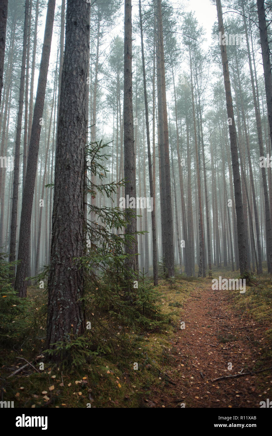 Dark forest path russia hi-res stock photography and images - Alamy
