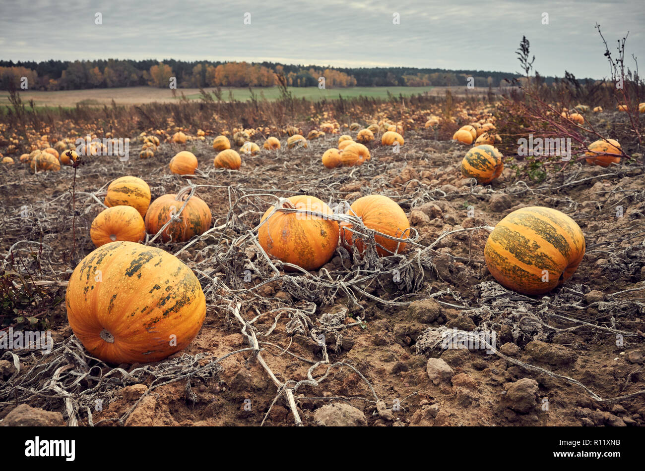 Retro toned picture of a pumpkin field in autumn. Stock Photo