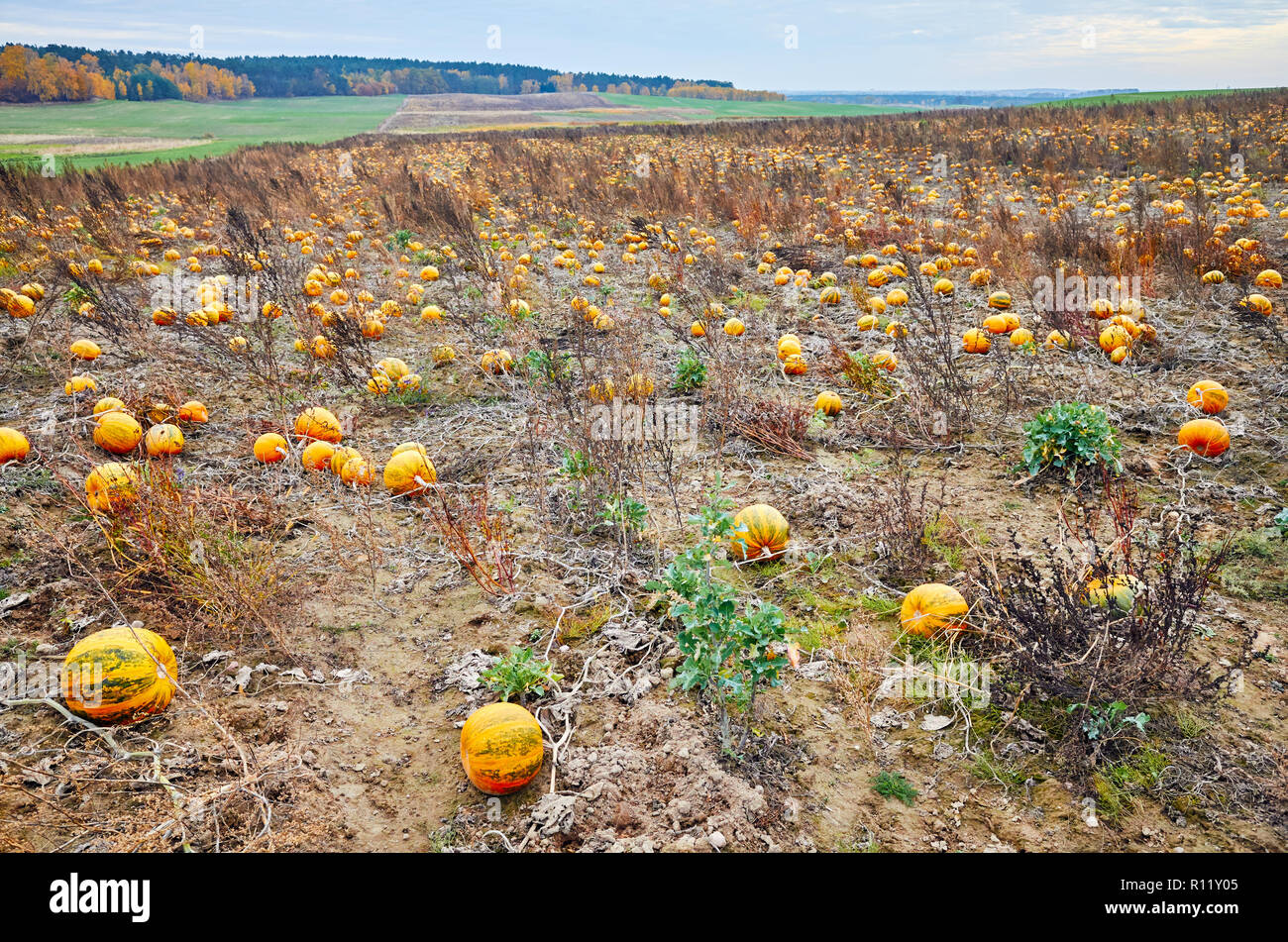 Pumpkin field in autumn. This pumpkin type is used for Halloween decoration, pressing seeds oil and for cooking. Stock Photo
