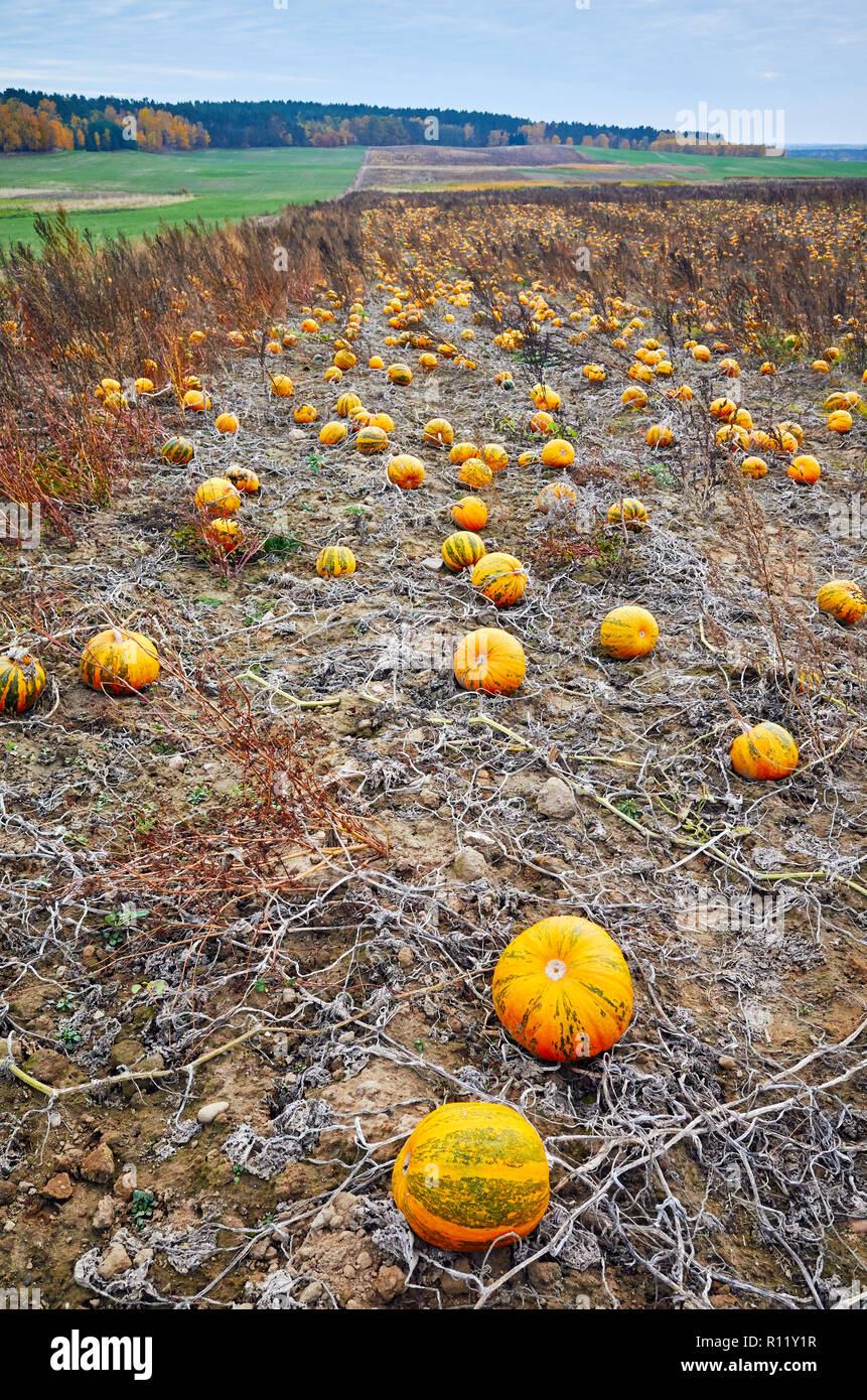 Pumpkin field in autumn. This pumpkin type is used for Halloween decoration, pressing seeds oil and for cooking. Stock Photo