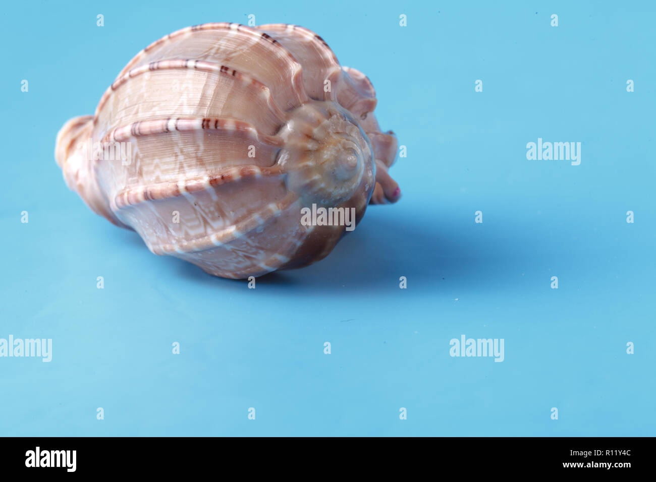 Plain Shell Close up view of big sea shell on plain blue background Stock Photo - Alamy