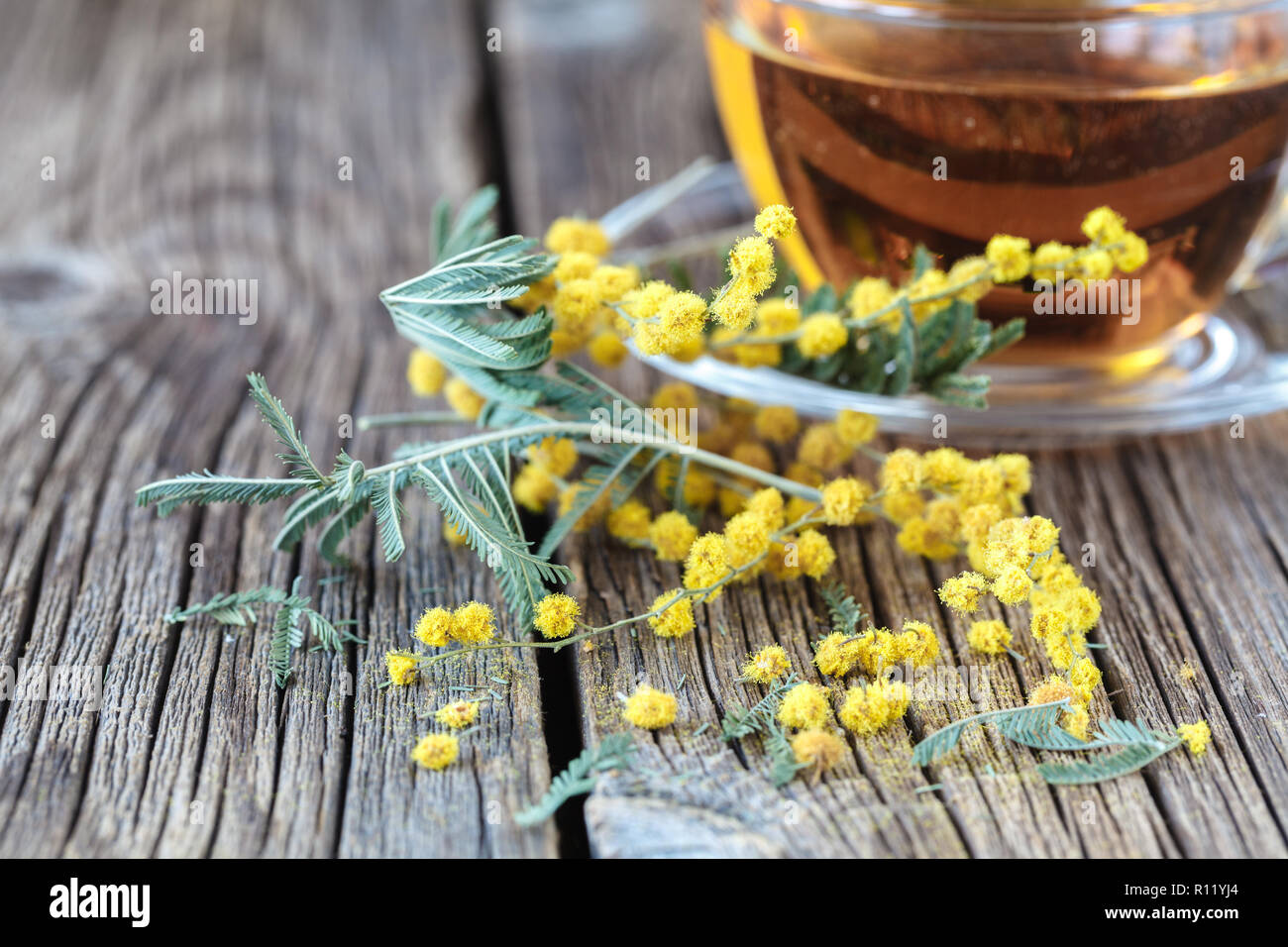 Yellow spring mimosa flowers Stock Photo