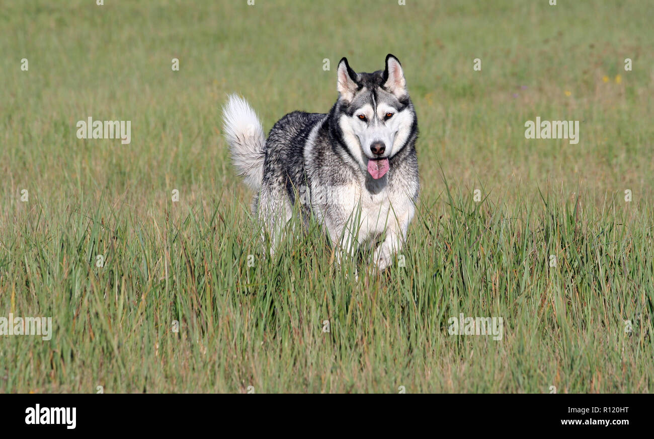 one adult dog breed alaskan malamute breed stands in a field with high green and yellow grass in autumn, raised one paw, goes, looks into the camera, Stock Photo