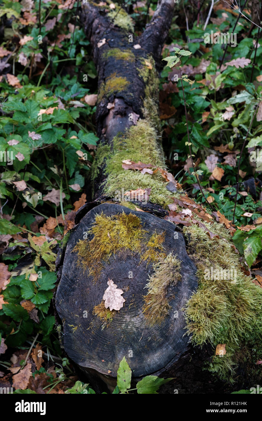 A fallen tree covered with moss is rotting in the middle of the forest ...
