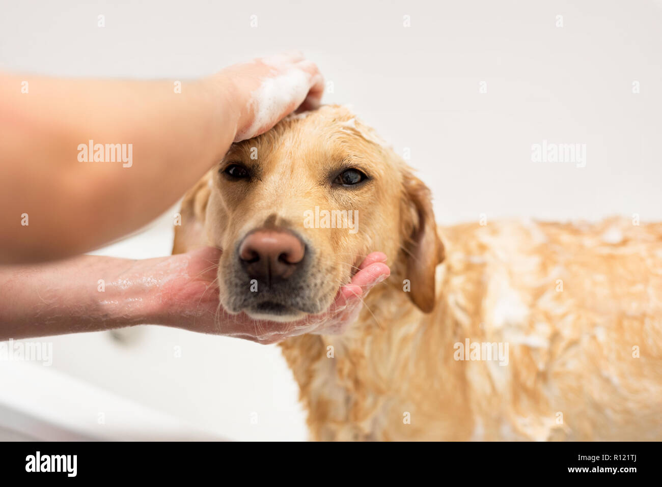 Labrador retriever taking a bath Stock Photo Alamy