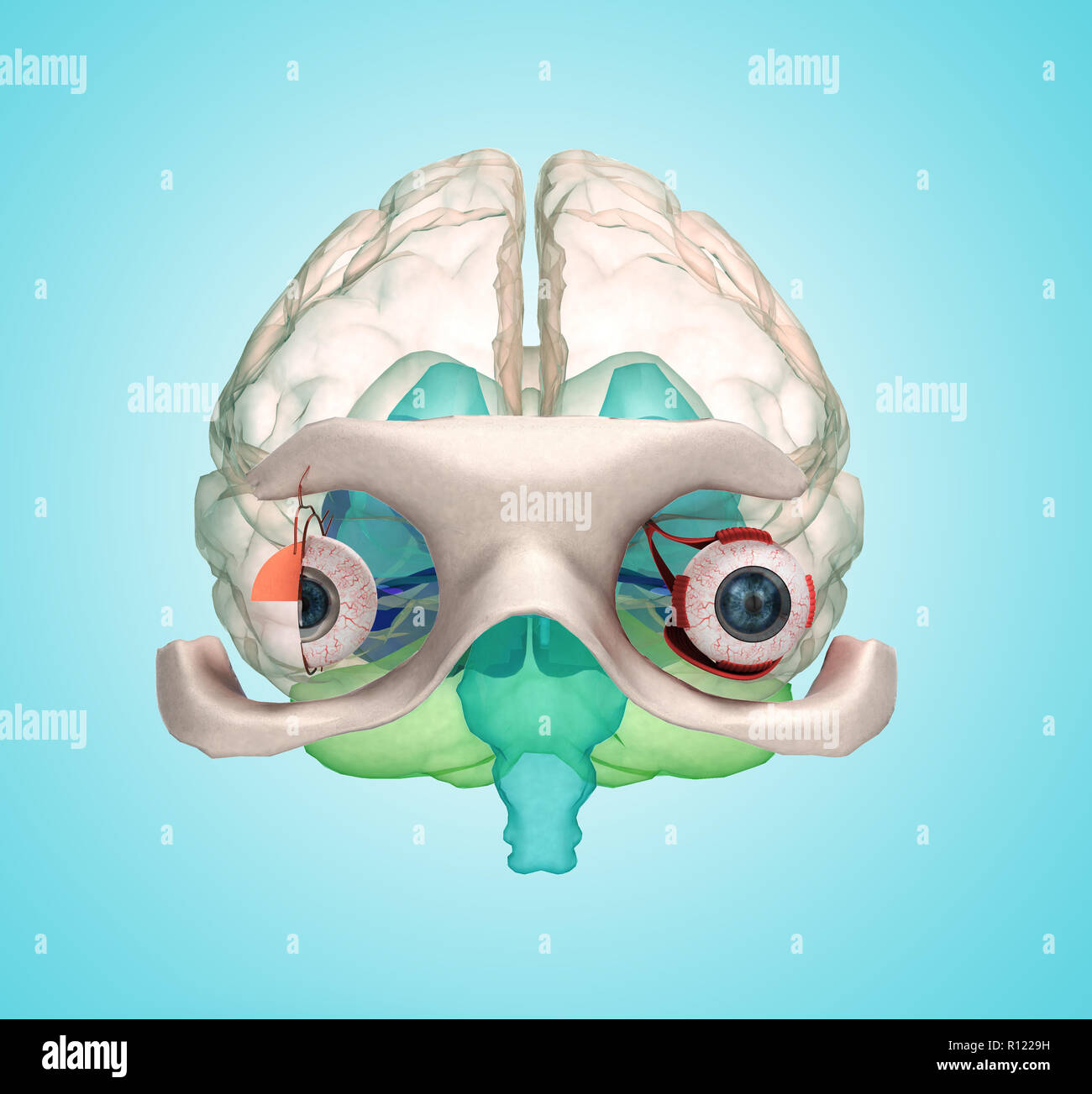 Eye anatomy and structure, muscles, nerves and blood vessels of the