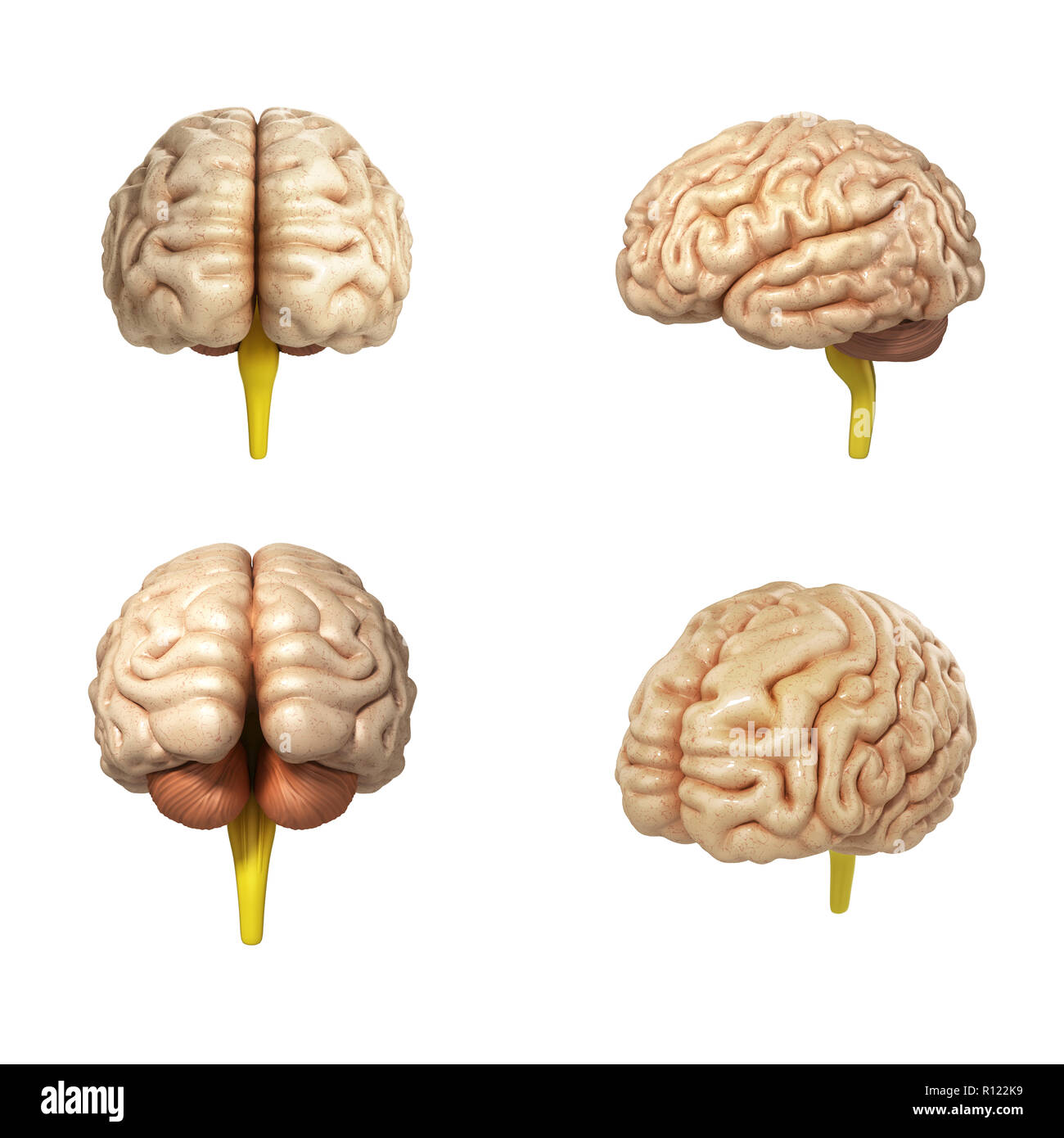 collection of medically accurate illustration of the brain 3d render ...