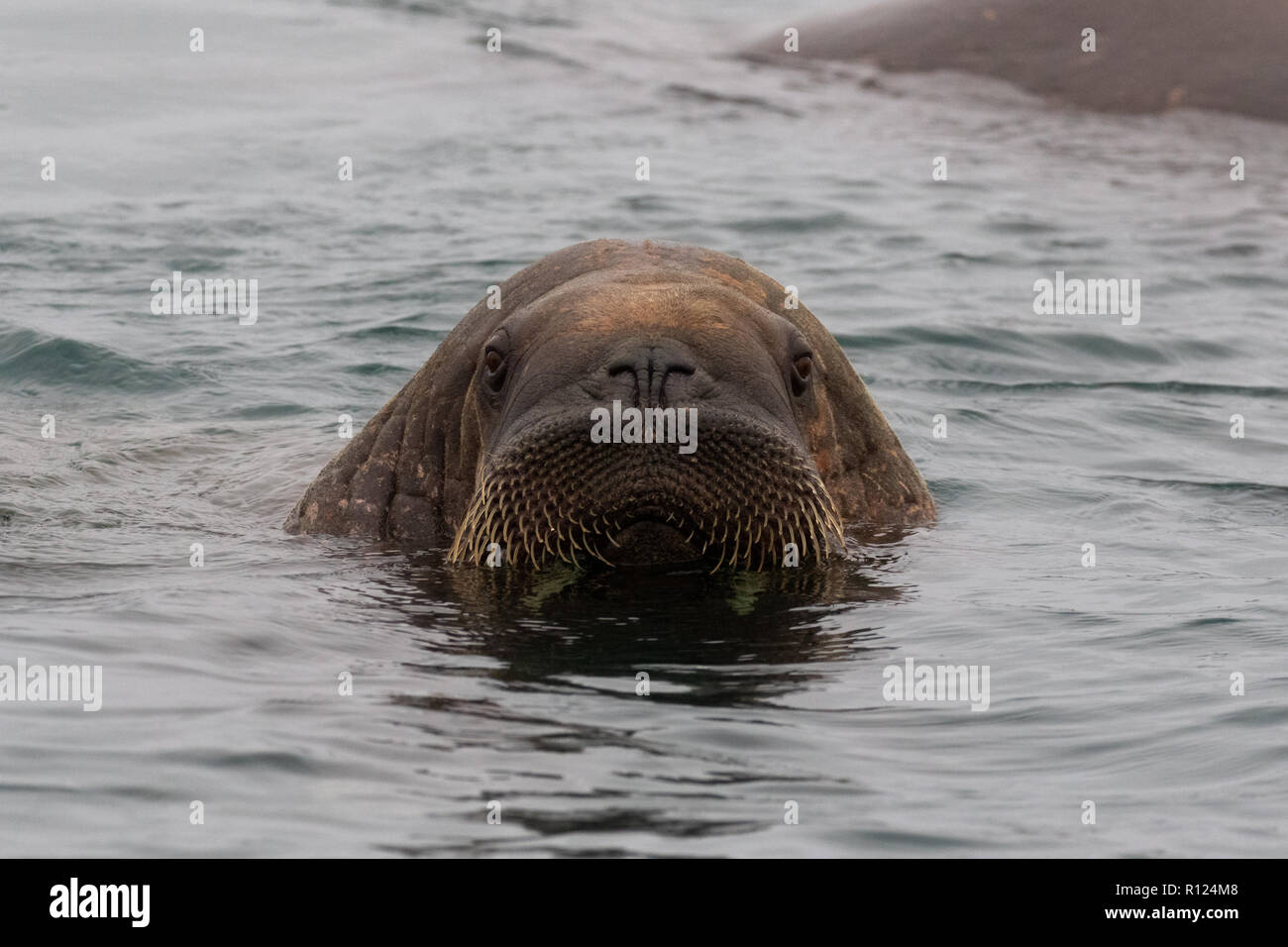 A male walrus (Odobenus rosmarus) swims off the shore of Poolepynten, Prins Karls Forland, Svalbard (Spitsbergen) Stock Photo
