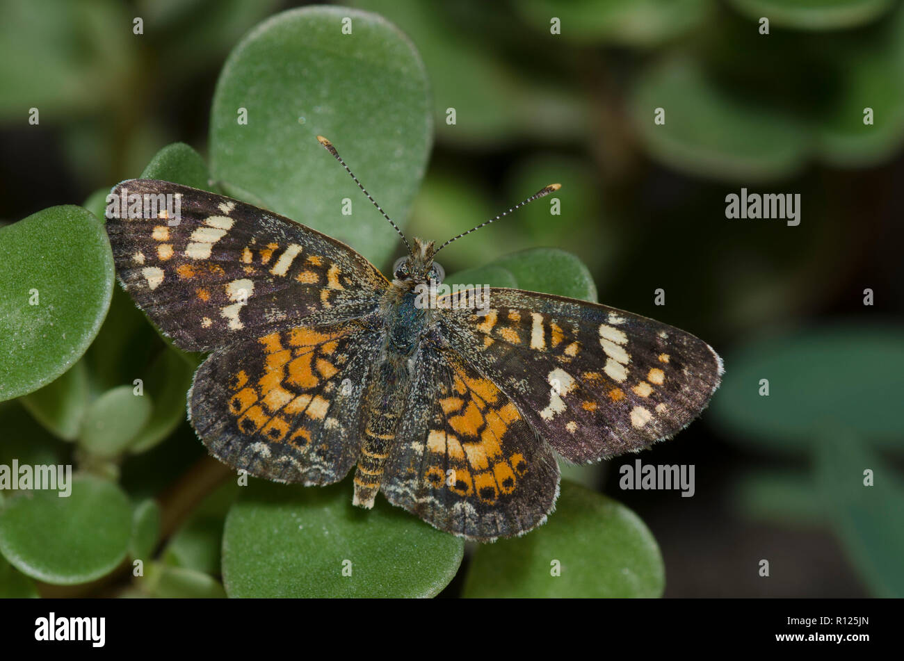 Painted Crescent, Phyciodes picta Stock Photo