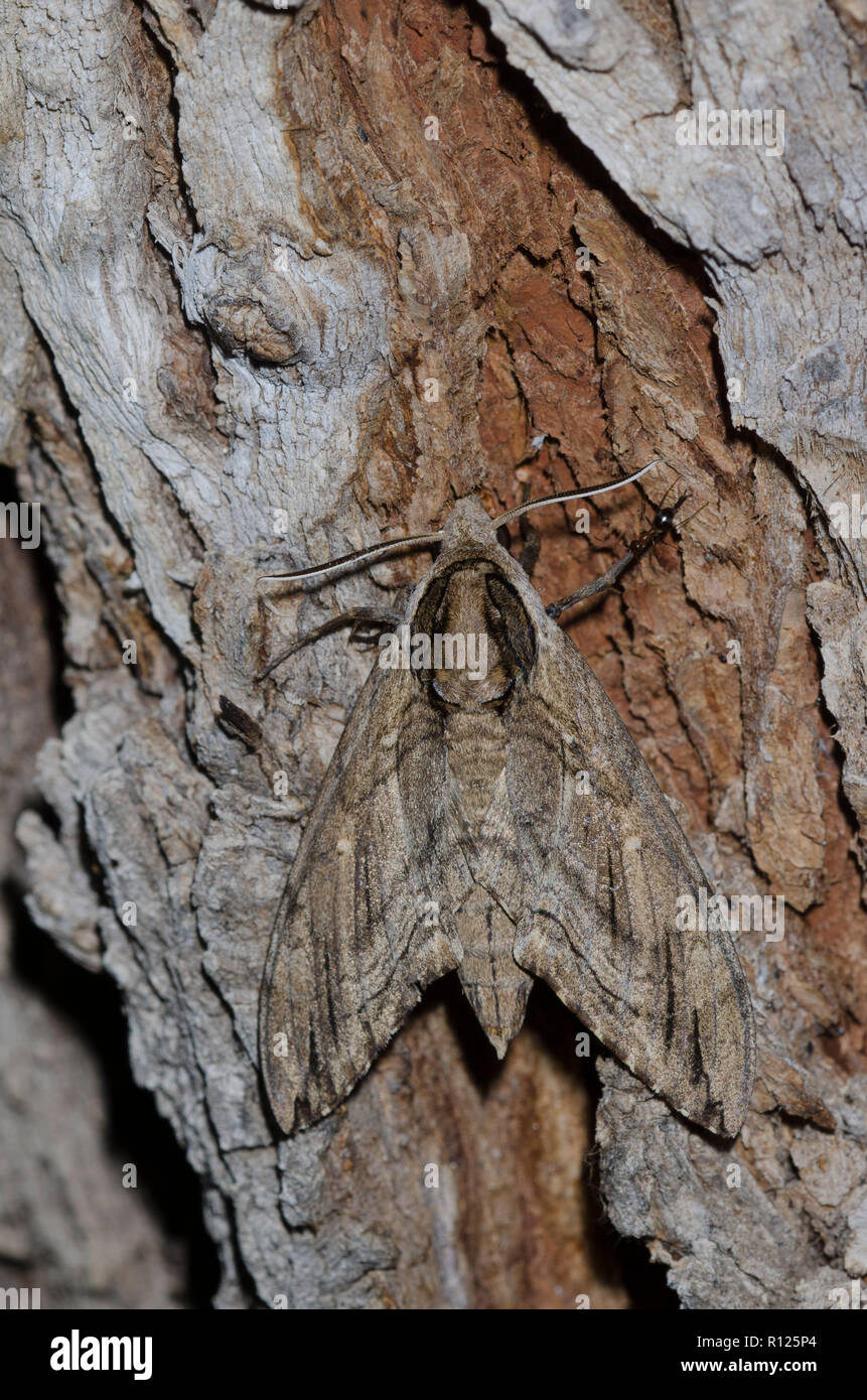 Sphingidae family hi-res stock photography and images - Alamy