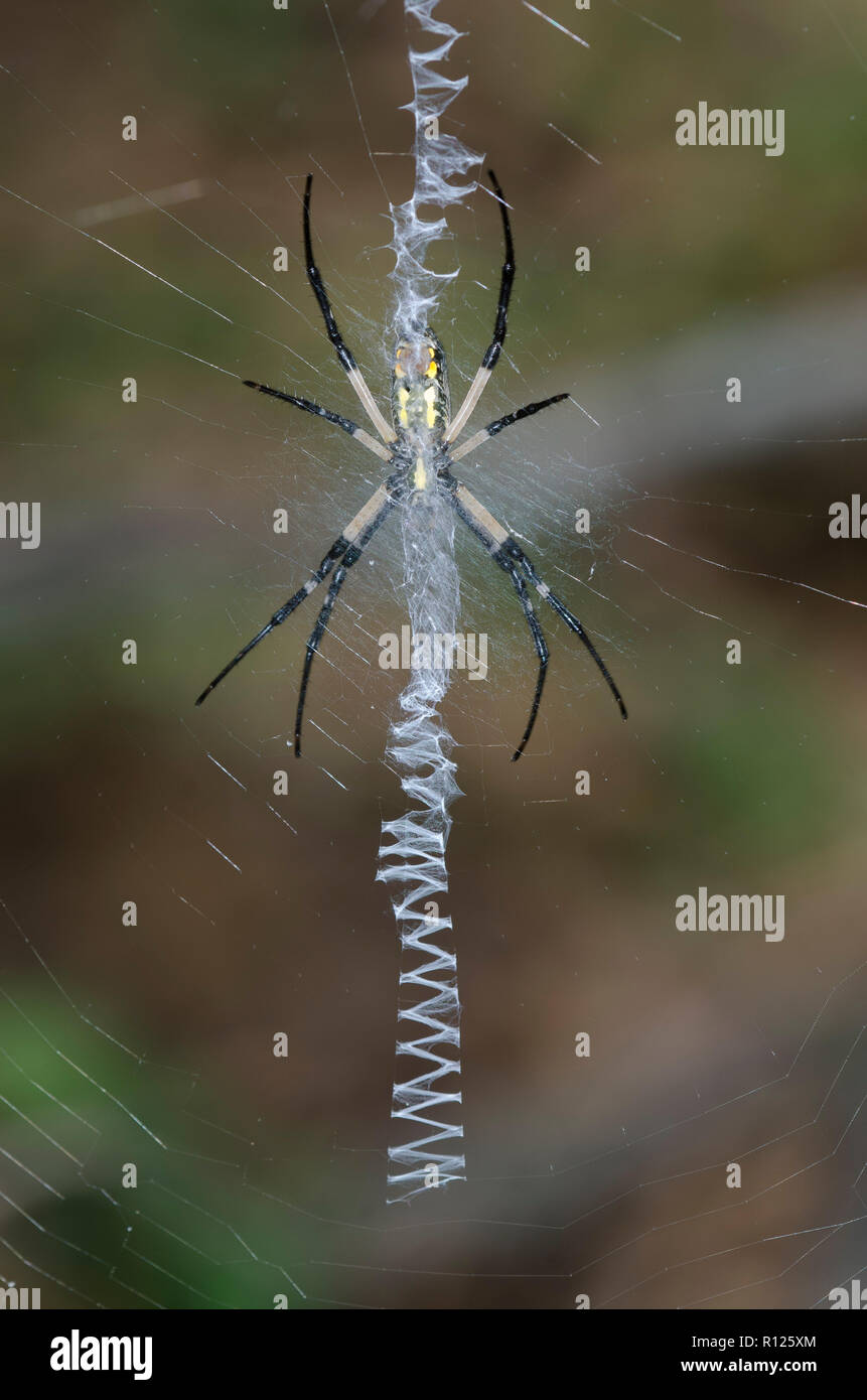 Black and Yellow Argiope, Argiope aurantia, in web with prominent stabilimentum Stock Photo