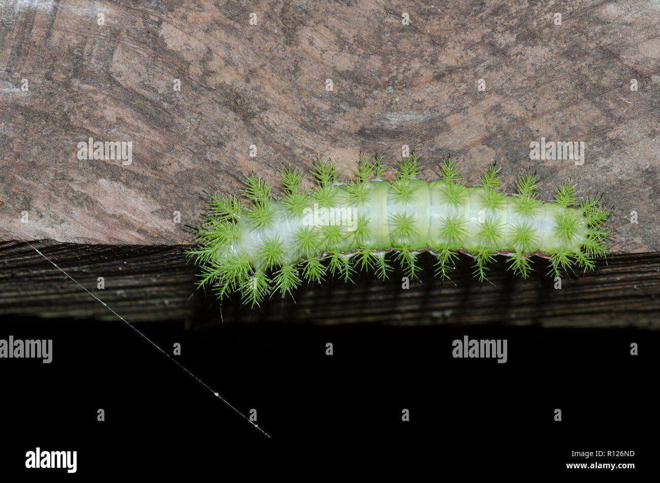 Io Moth, Automeris io, caterpillar Stock Photo