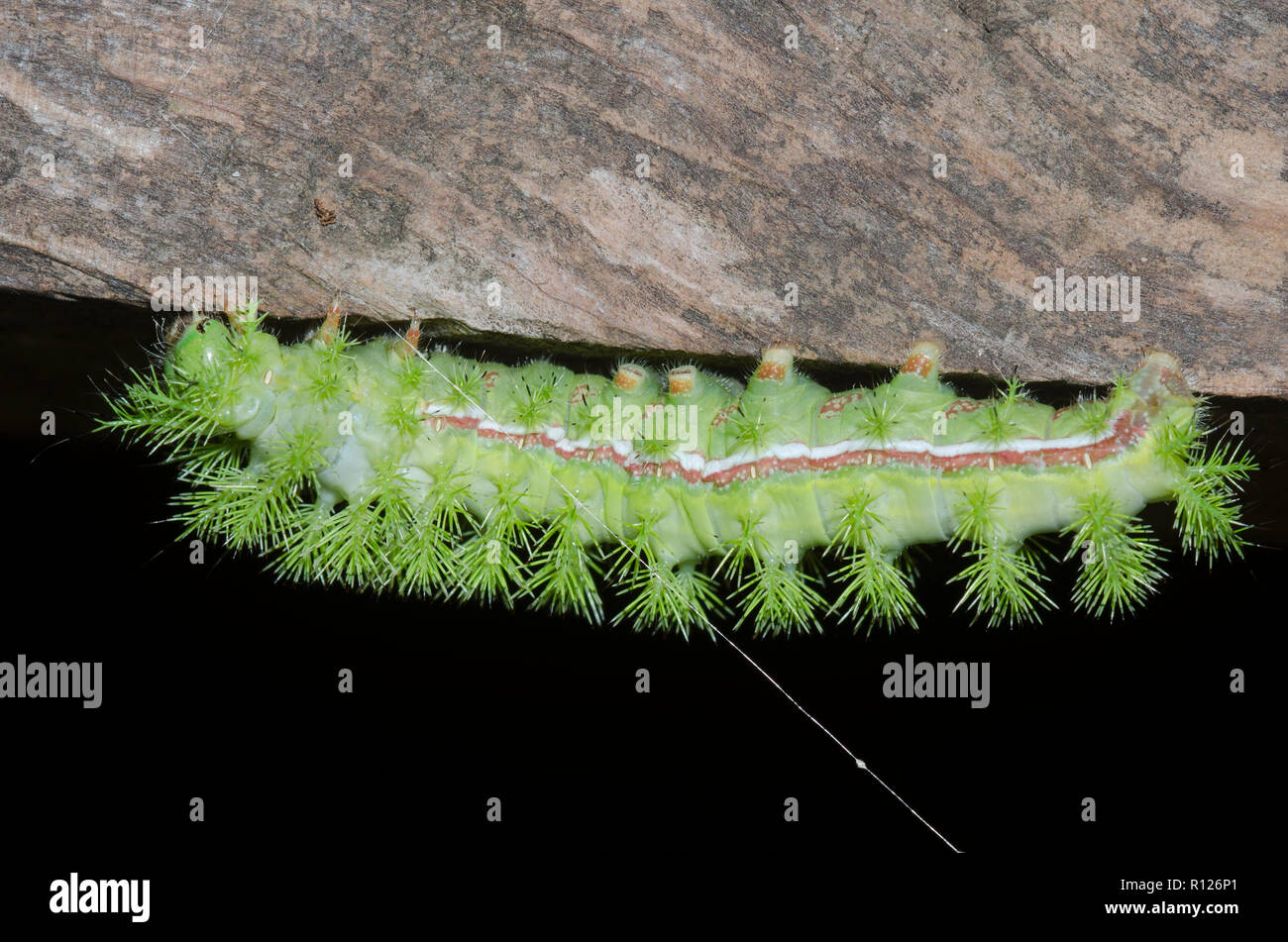 Io Moth, Automeris io, caterpillar Stock Photo