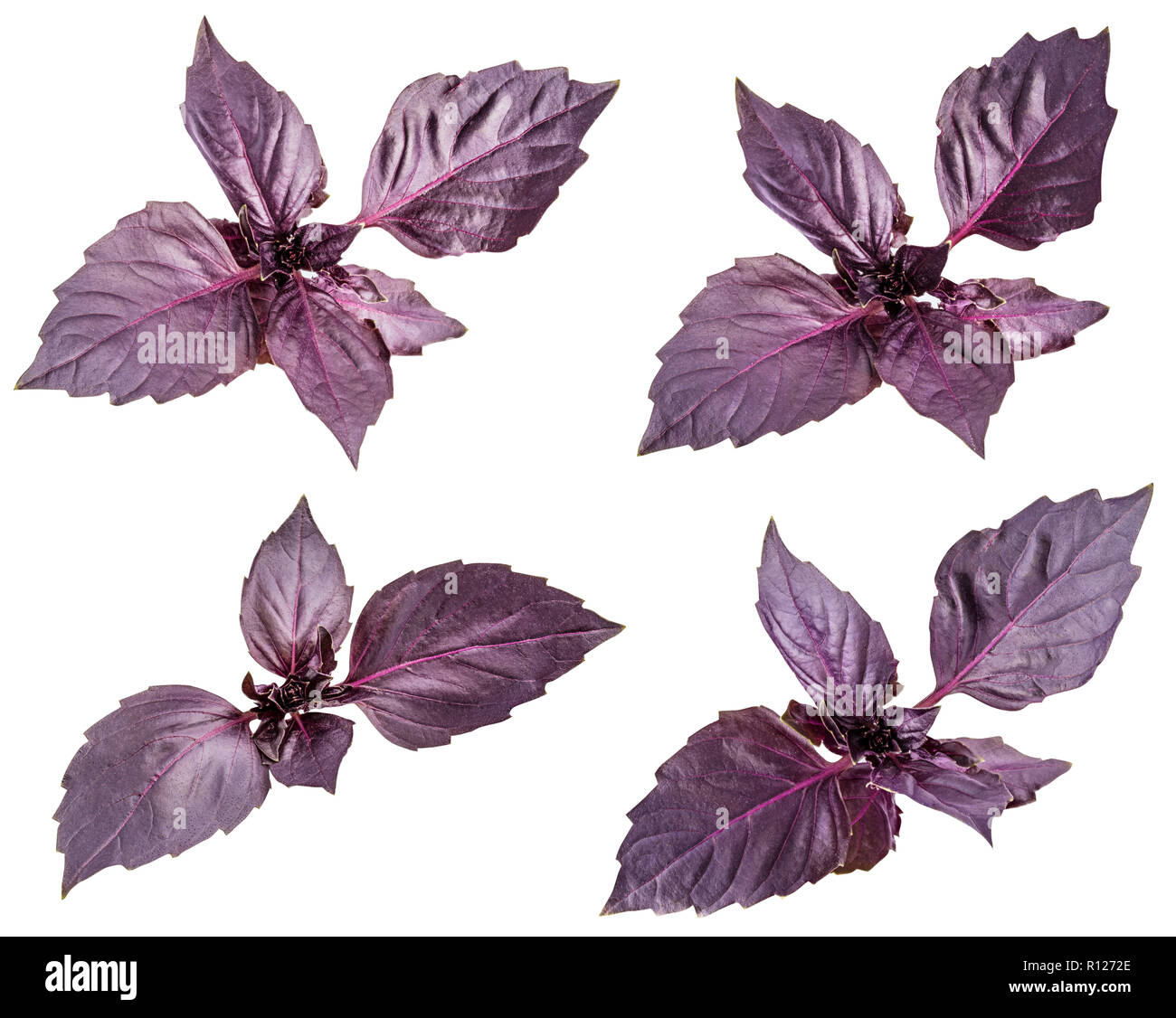Collection of red basil herb leaves isolated on white background. Purple Dark Opal Basil Stock