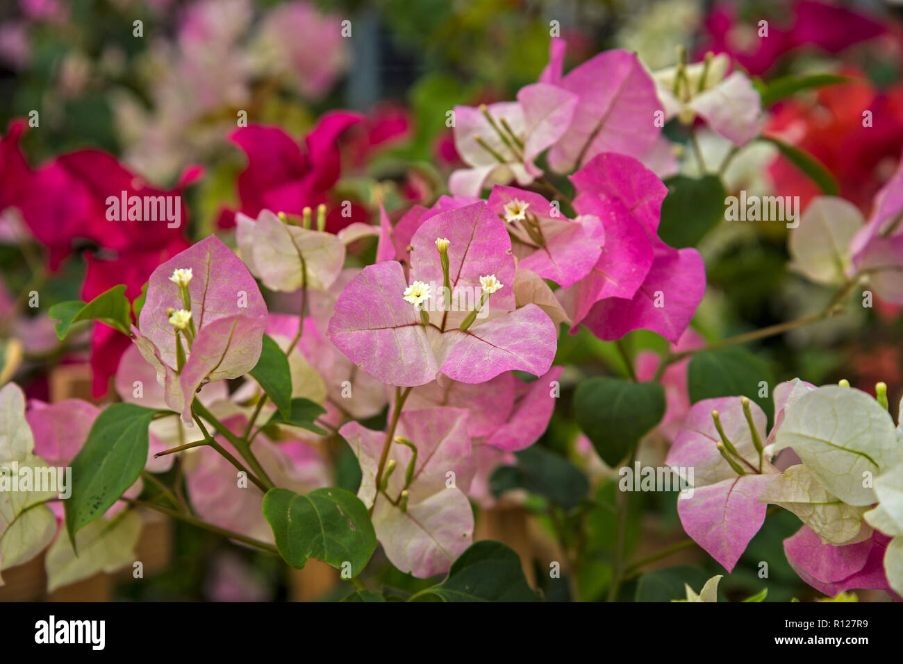 Colorful bracts and flowers of Bougainvillea plants on sale in the