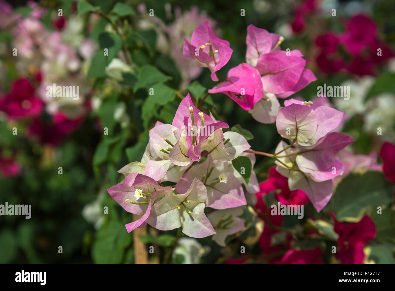 Colorful bracts and flowers of Bougainvillea plants on sale in the