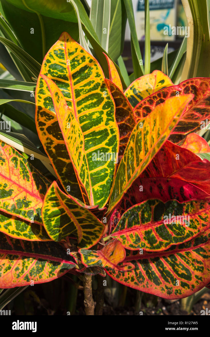 Colorful leaves of the croton plant on sale at Lowe's Home Improvement store. Stock Photo