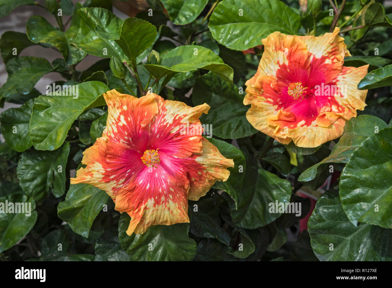 Garden center lowes hires stock photography and images Alamy
