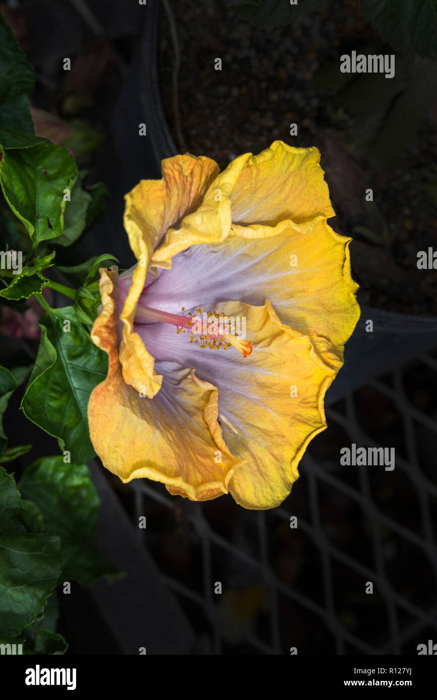 Hibiscus flowers at a Lowe's Home Improvement Center.  Hibiscus rosa-sinensis Hawaiian Tiki Torch. Stock Photo