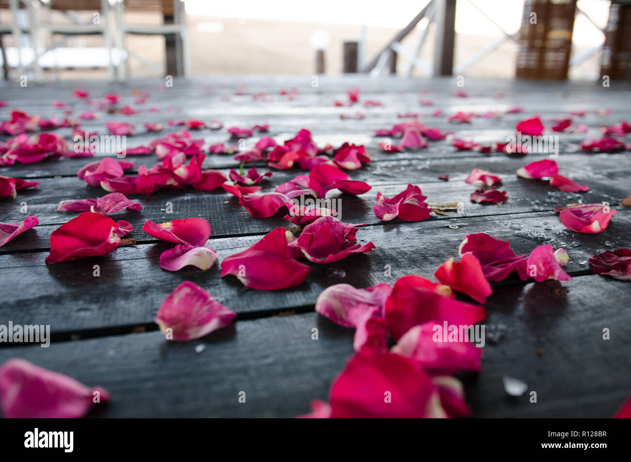 Rose petals on the floor. Close up Stock Photo Alamy