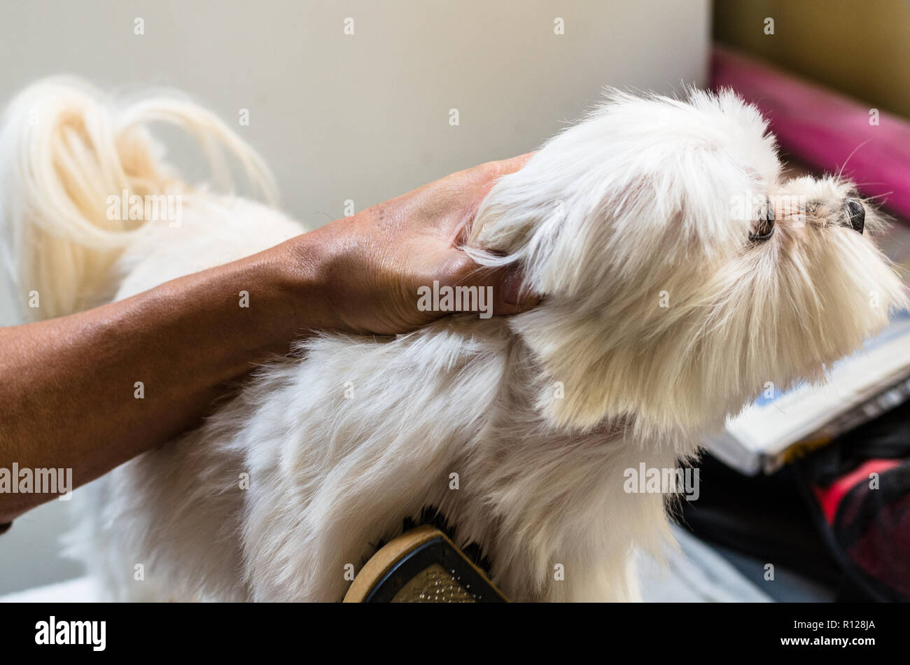 Hands of a man brushing his little maltese dog Stock Photo Alamy