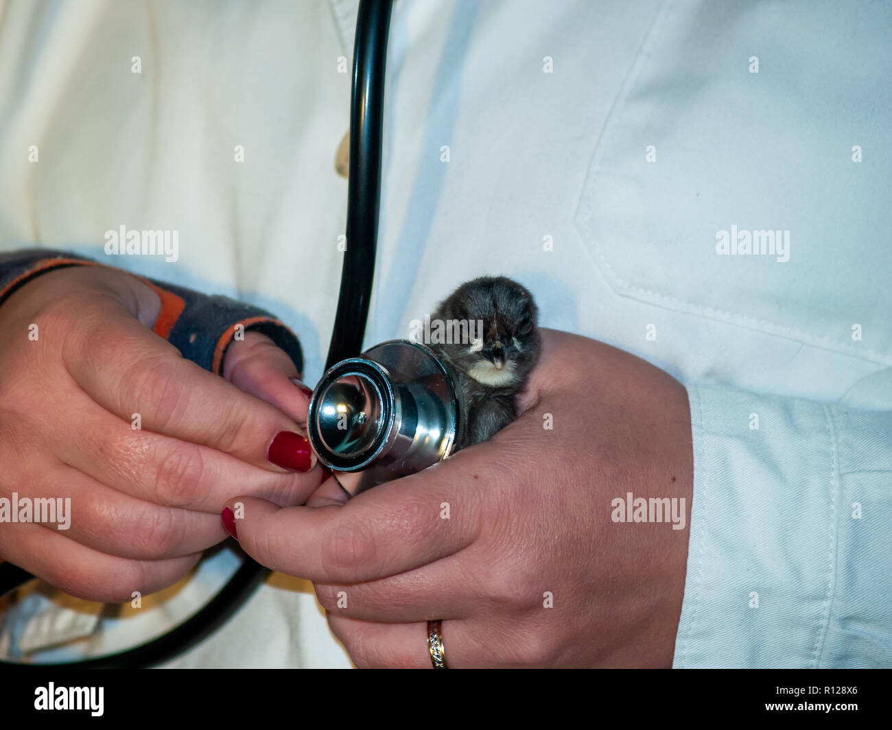 A rural veterinarian woman performing a medical check on a little new ...