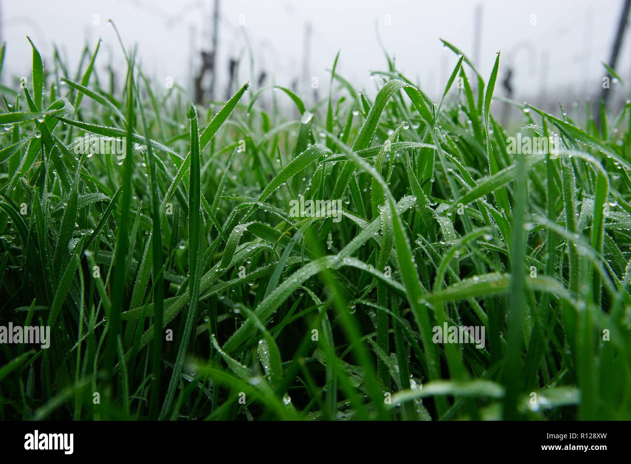 Morning dew in the grass Stock Photo