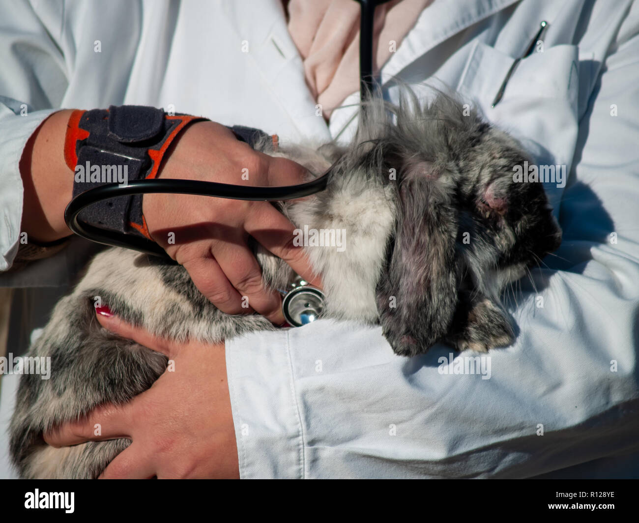 Sick rabbit hi-res stock photography and images - Alamy