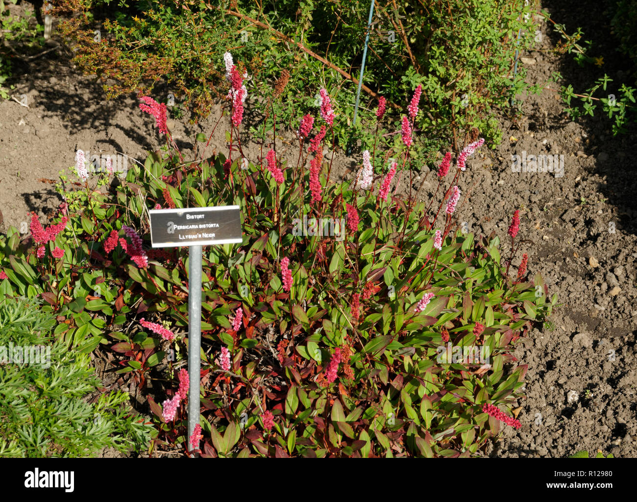 Bistort persicaria bistorta, Physic Garden, Cowbridge, Vale of Glamorgan, South Wales, UK. Stock Photo