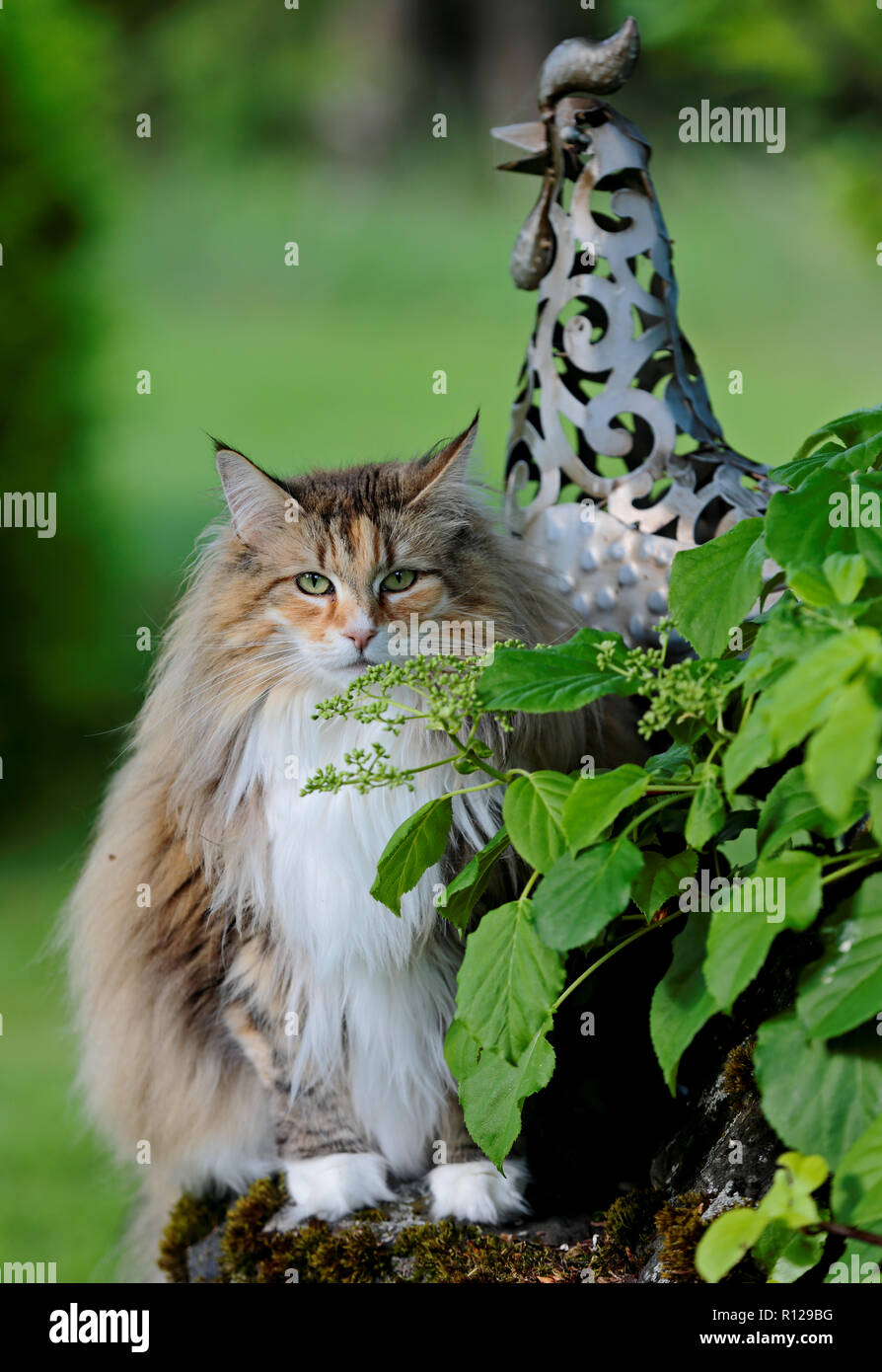 Norwegian forest cat behind a green plant in garden Stock Photo