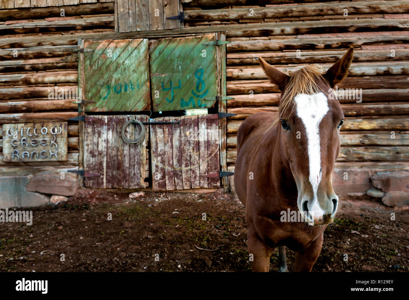 WY02439-00...WYOMING - Horse in the corral on the Willow Creek Ranch.log barn Stock Photo