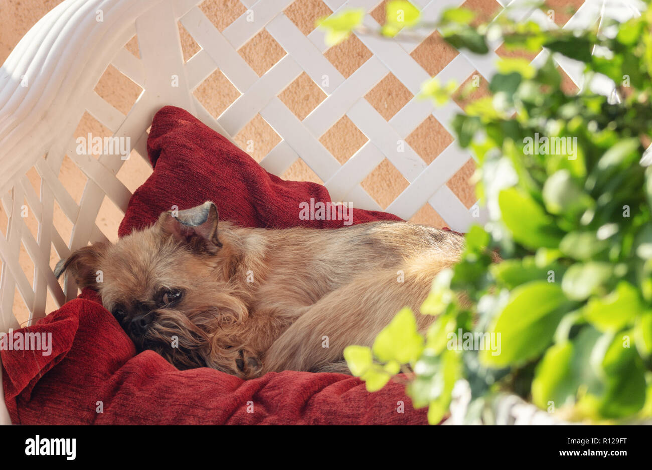 Brussels Griffon is resting on a chair on the terrace surrounded with plants Stock Photo
