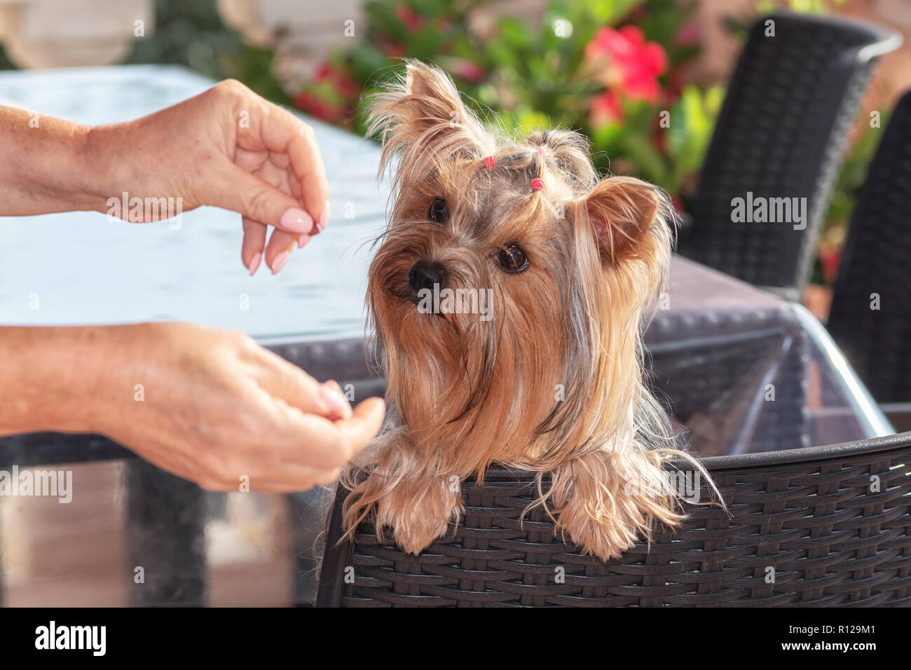 Yorkshire Terrier focussed on the dog's candy in hand Stock Photo