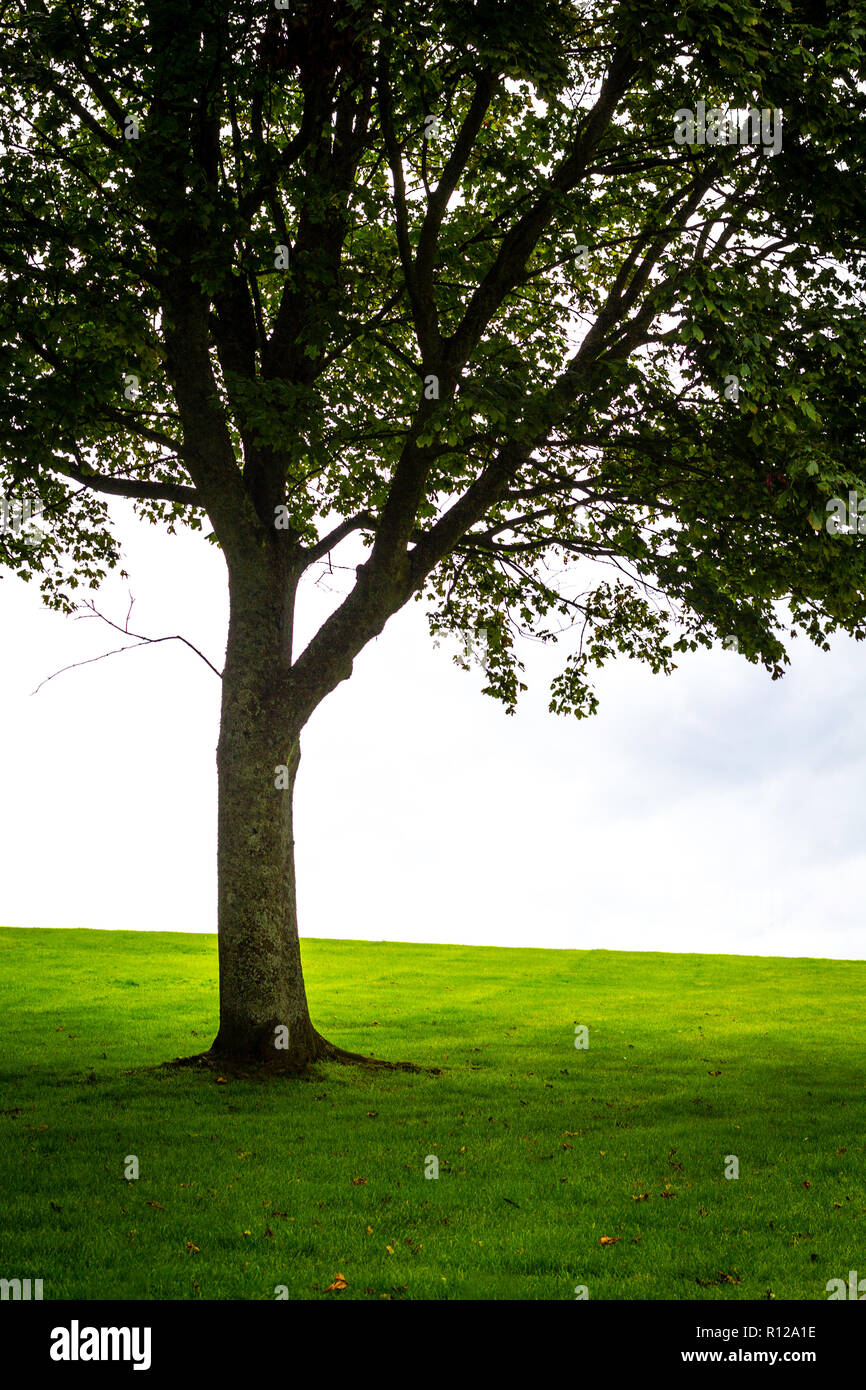 Beautiful tree on the hill with green grass Stock Photo