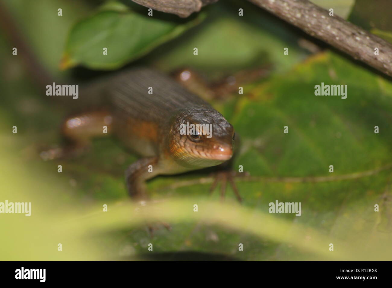Eutropis multifasciata Stock Photo Alamy