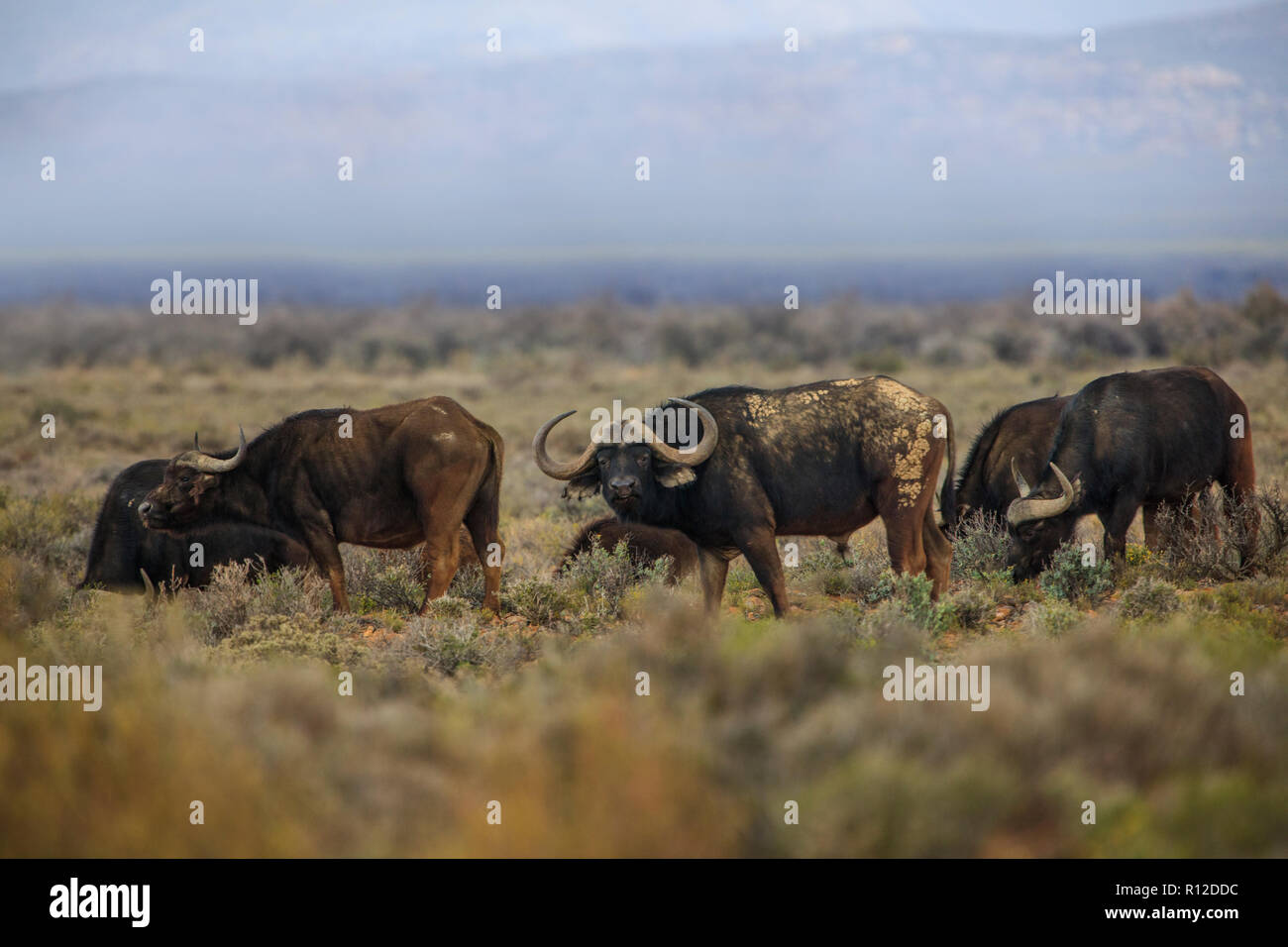 Herd of buffalo (Syncerus caffer) grazing, Sutherland, Northern Cape, South Africa Stock Photo