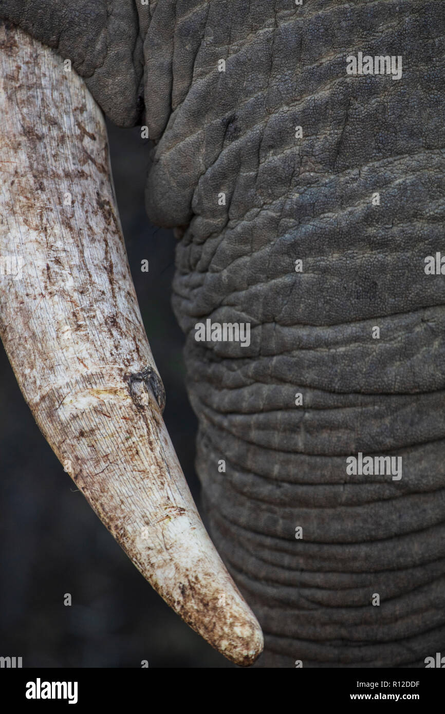Close up of African elephant (Loxodonta) Stock Photo