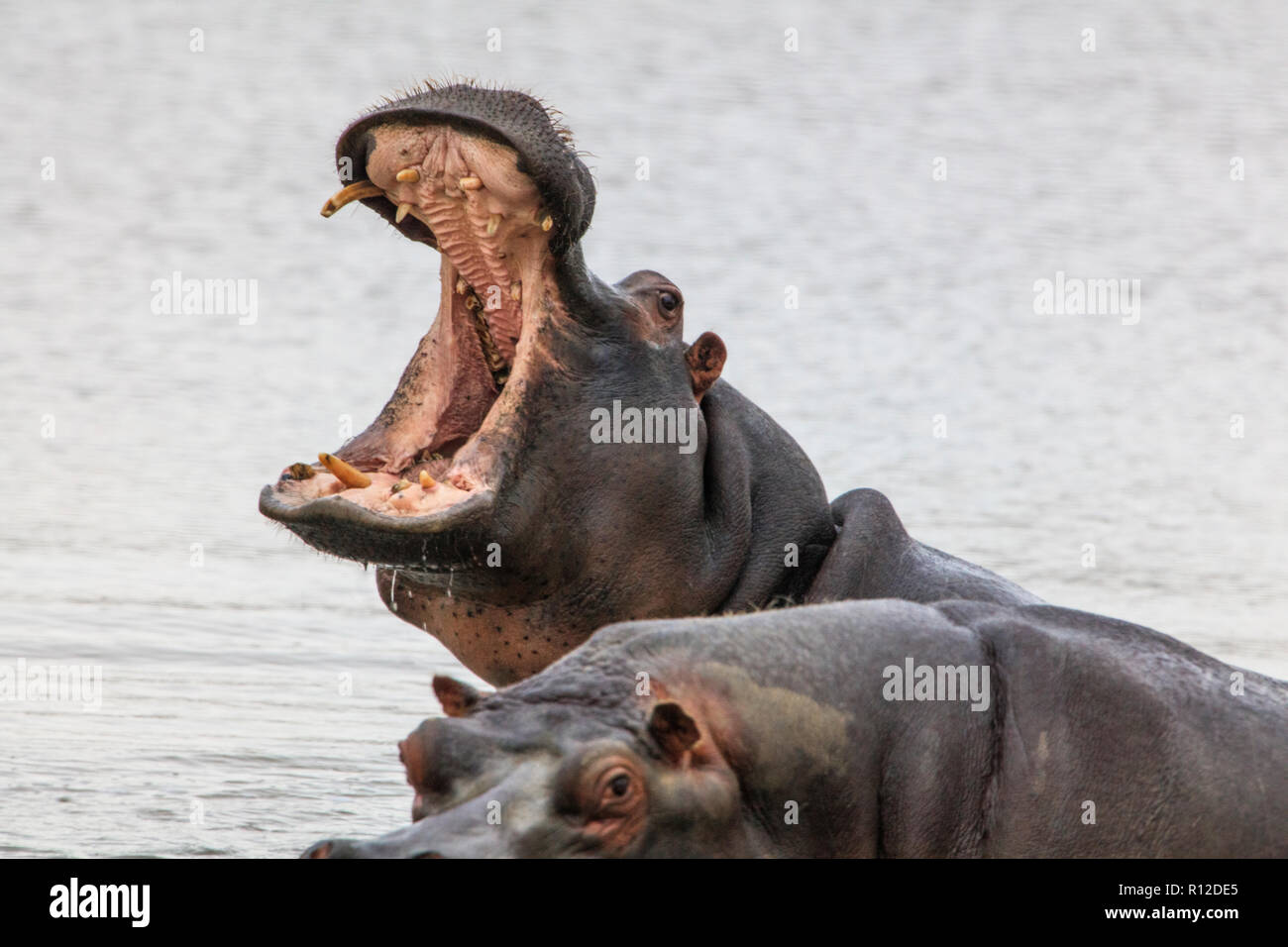 Pair of hippopotamus (Hippopotamus amphibius), Sutherland, Northern Cape, South Africa Stock Photo