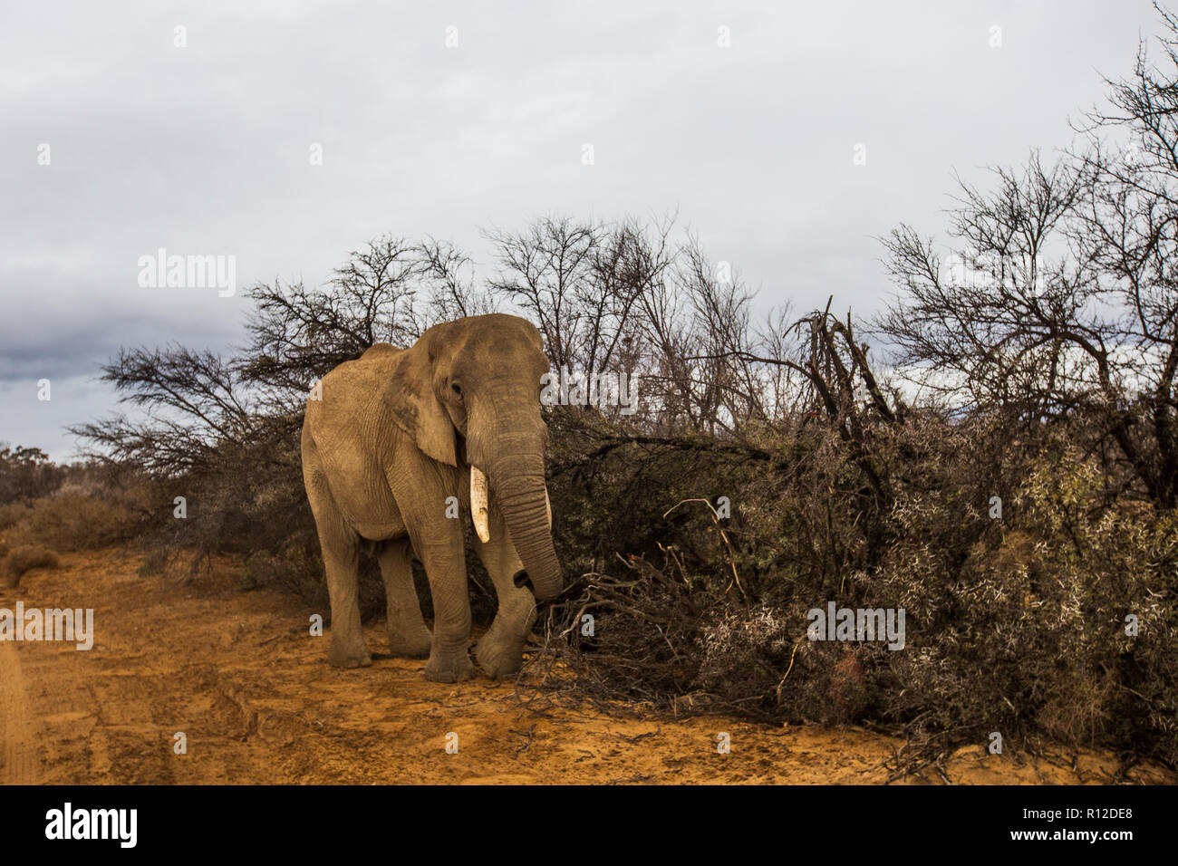 African elephant calf, (Loxodonta), Sutherland, Northern Cape, South Africa Stock Photo